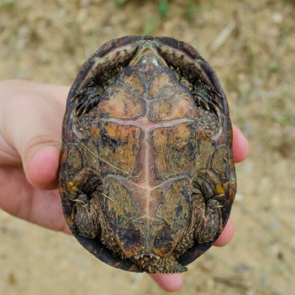 Common Musk Turtle For Sale - Adopt Common Musk Turtle - Buy Turtle