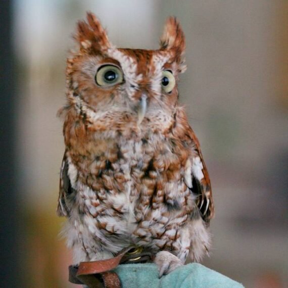 Barn Owl For Sale Buy Barn Owl Online Adopt Barn Owl Facts Cost