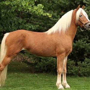 Baleinwalvis Pluche pop grot Haflinger Horse For Sale Online - Adopt Best Haflinger Horse Donate