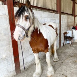 Gypsy Horse For Sale