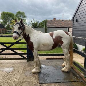 Friesian Horses For Sale