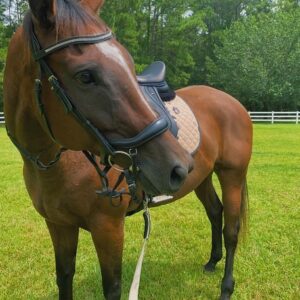Hanoverian Horse For Sale