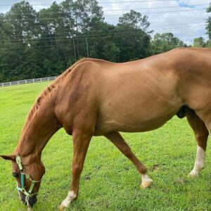 Hanoverian Horse For Sale