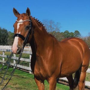 Hanoverian Horse For Sale