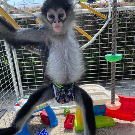 Spider Monkey For Sale Adopt Spider Monkey Spider Monkey