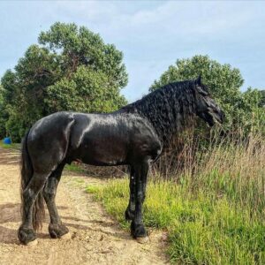 Friesian Horses For Sale