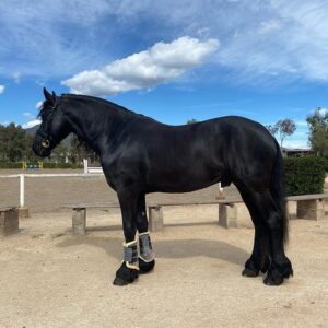 Friesian Horses For Sale