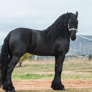 Friesian Horses For Sale