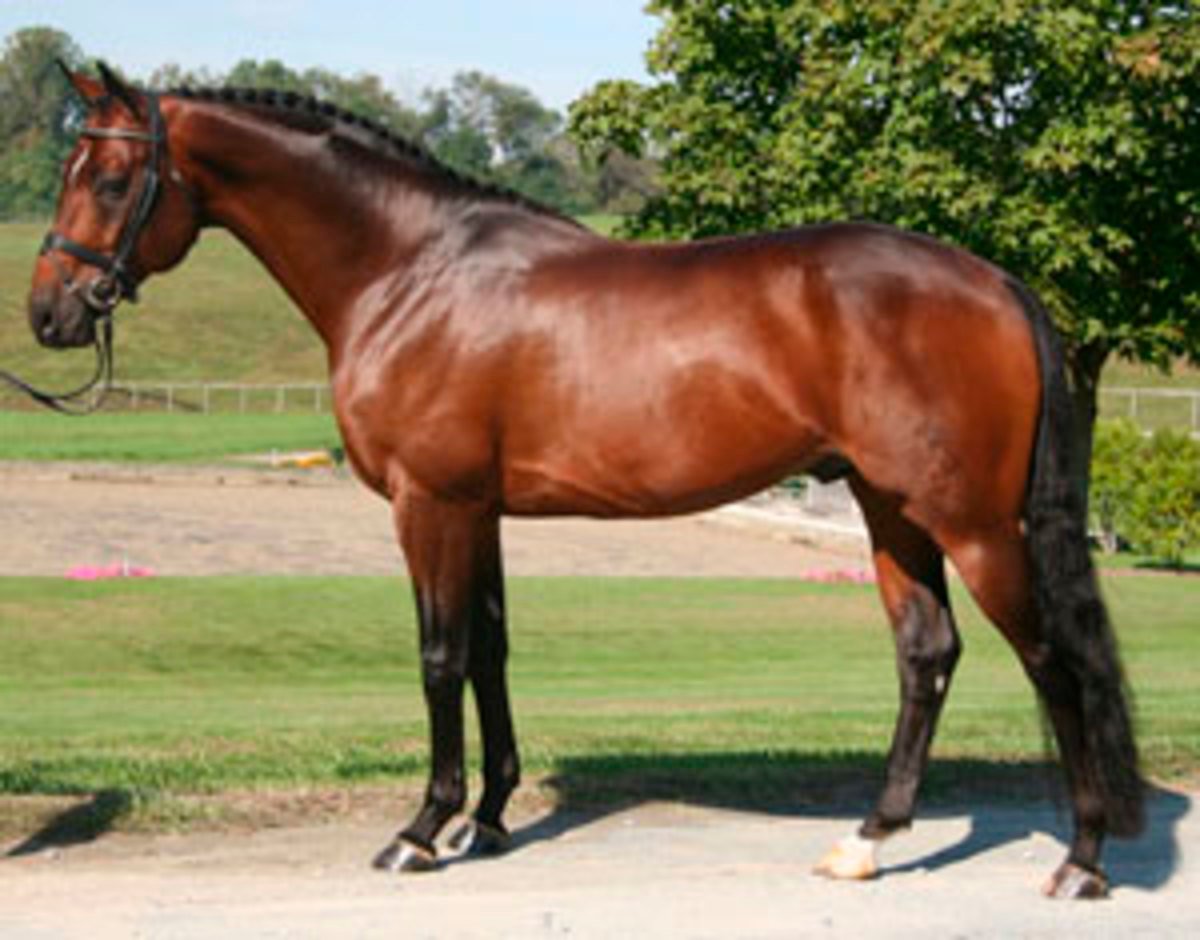 Hanoverian Horse For Sale Hanoverian Horse Adopt Hanoverian Horse