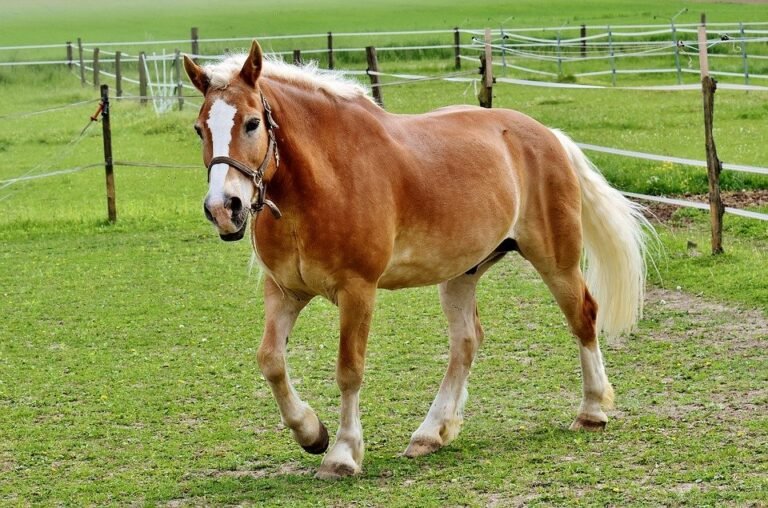 Haflinger Horse For Sale Online - Adopt Best Haflinger Horse Donate