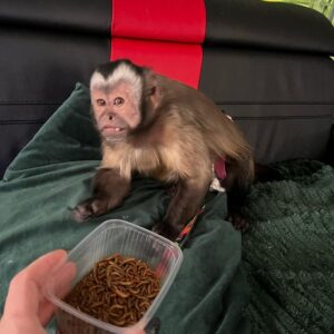 Capuchin Monkey for sale