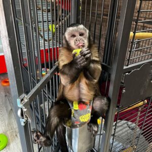 Capuchin Monkey for sale