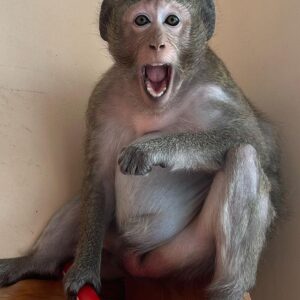 Macaque Monkey for sale