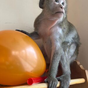 Macaque Monkey for sale