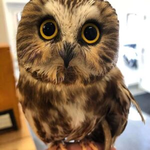 Eastern Screech Owl For Sale