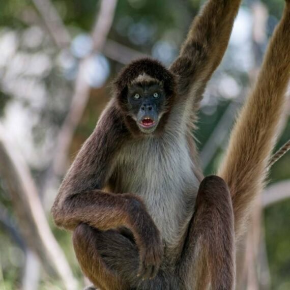 Spider Monkey For Sale Adopt Spider Monkey Spider Monkey