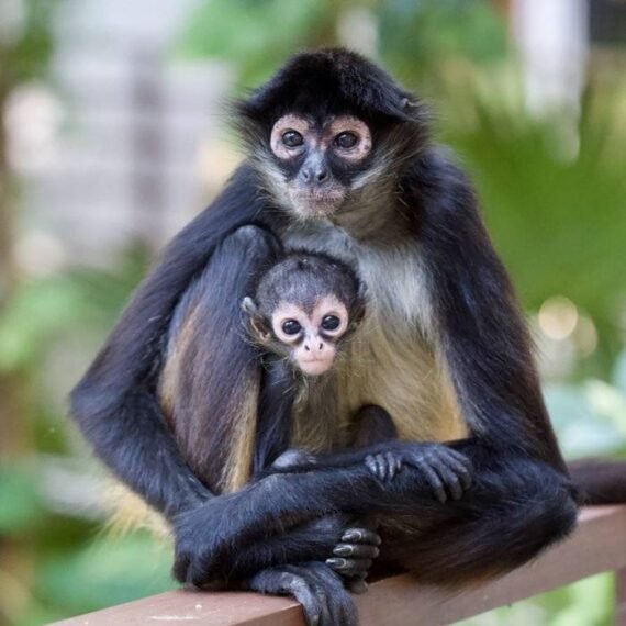 Spider Monkey For Sale Adopt Spider Monkey Spider Monkey