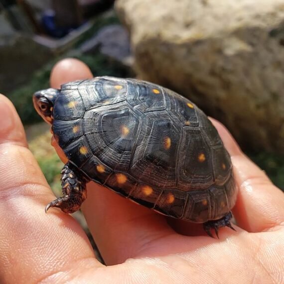Spotted Turtle For Sale Buy Spotted Turtle Adopt Spotted Turtle Now