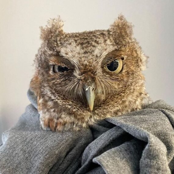 Eastern Screech Owl For Sale Adopt Eastern Screech Owl Price & Facts