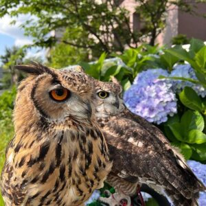 owl