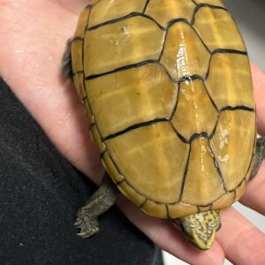 Common Musk Turtle for sale