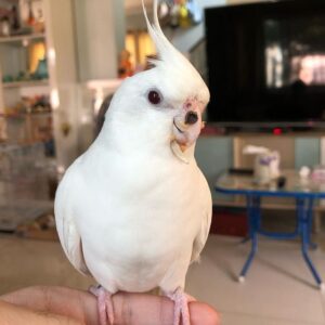 Cockatiel Parrot for sale