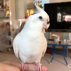 Cockatiel Parrot for sale