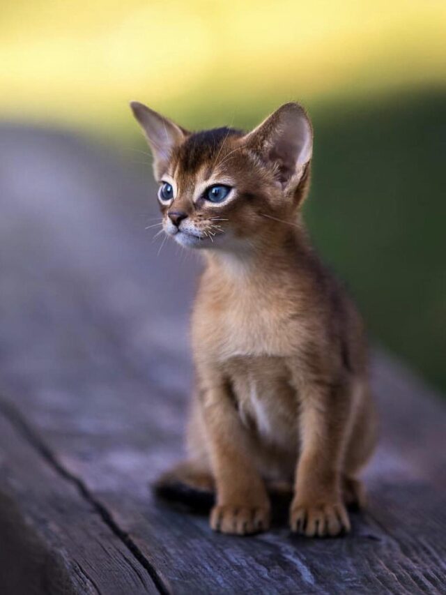 cropped-Abyssinian-Kittens1.jpg