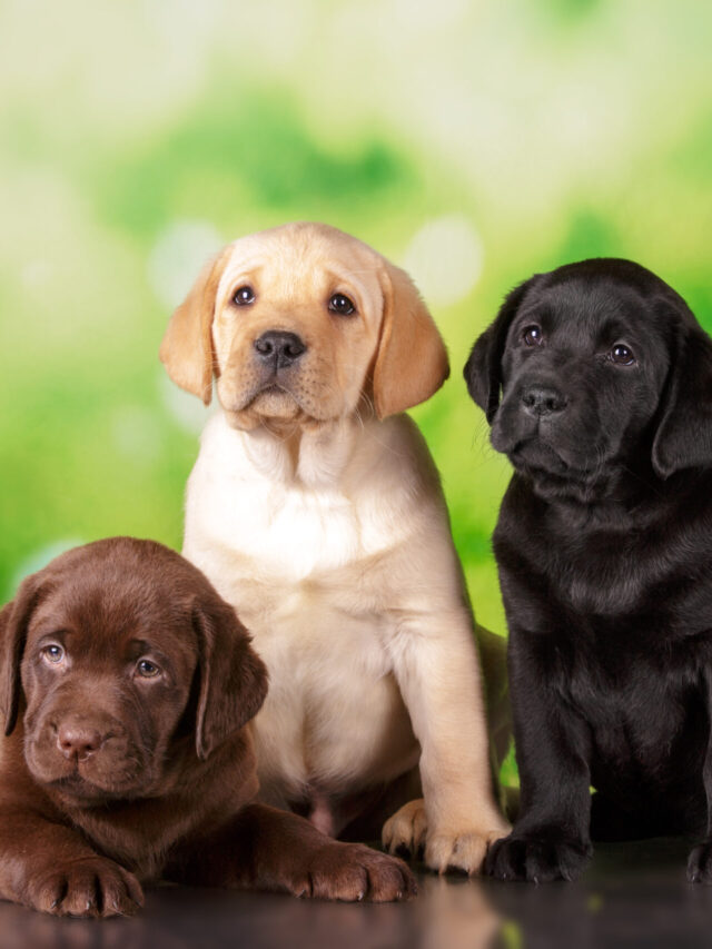 cropped-Labrador-Retriever_AEP3.jpg