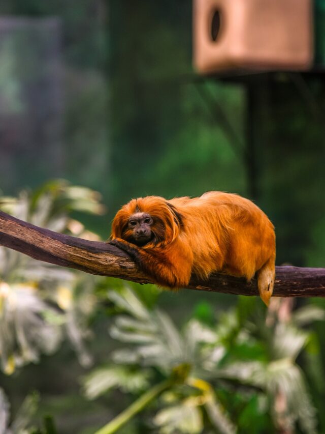 cropped-Tamarin-Monkey.jpg