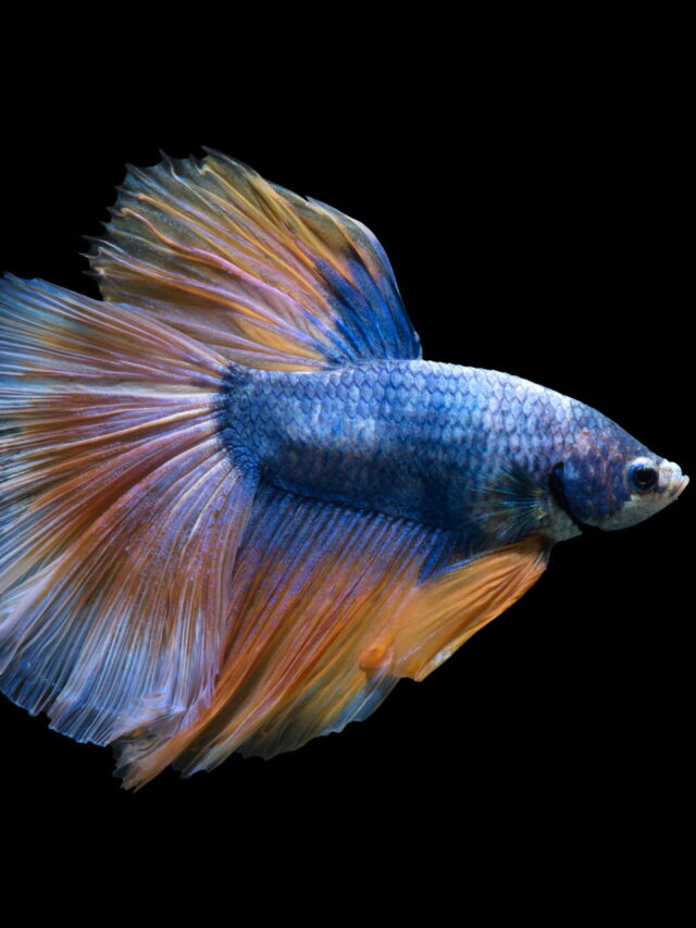 cropped-Top-10-Betta-Fish-Facts-You-Must-Know6.jpg