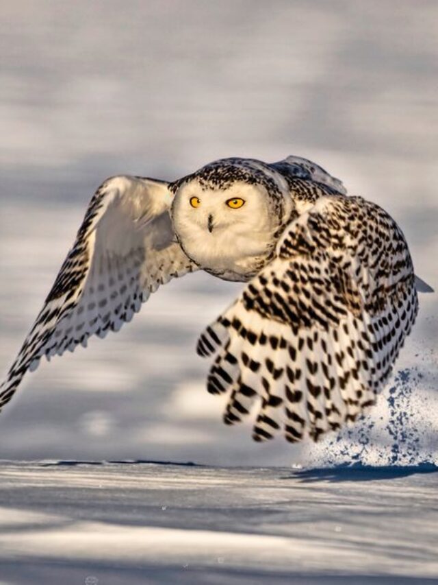cropped-Where-Do-Snowy-Owls-Live.jpg