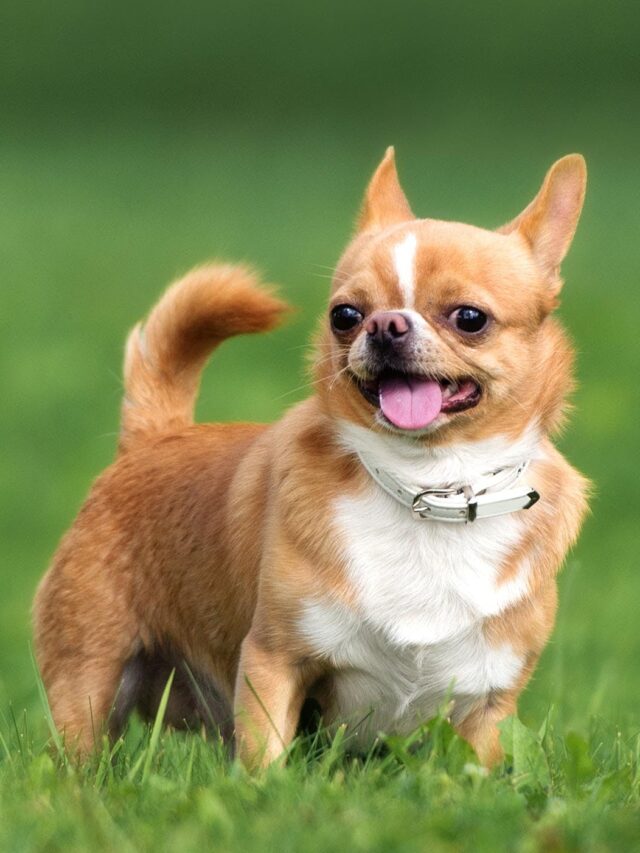 cropped-chihuahua-dog-breed_aep9.jpg