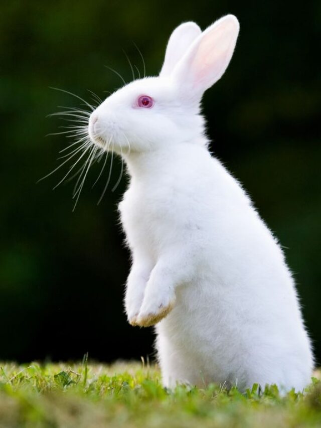 cropped-rabbit-breeds-american-white-1.jpg