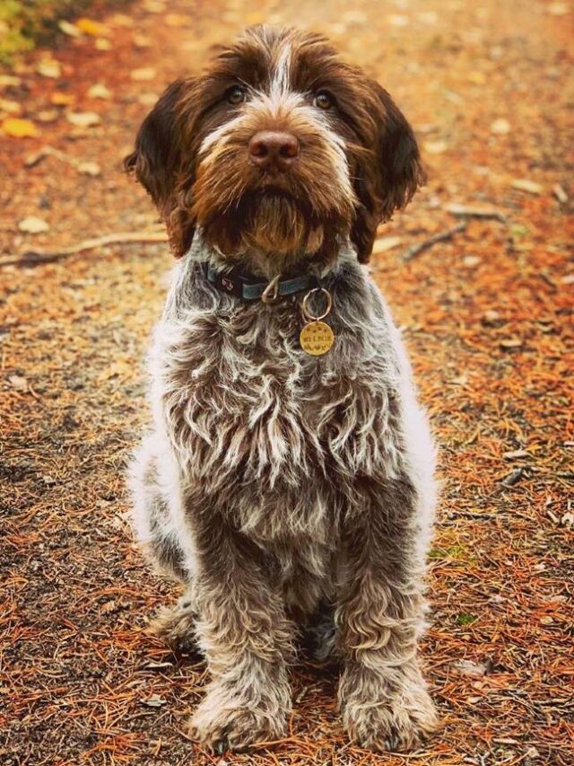 cropped-Amazing-Facts-About-Wirehaired-Pointing-Griffons6.jpg