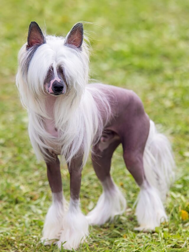 cropped-Chinese-Crested-best-small-dog-breeds-you-must-know.jpg