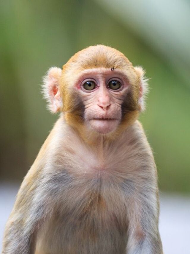 cropped-DID-YOU-KNOW-11-MACAQUE-MONKEY-FACTS7.jpg