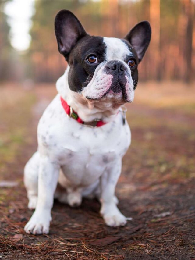 cropped-FrenchBulldog-best-small-dog-breeds-you-must-know.jpg