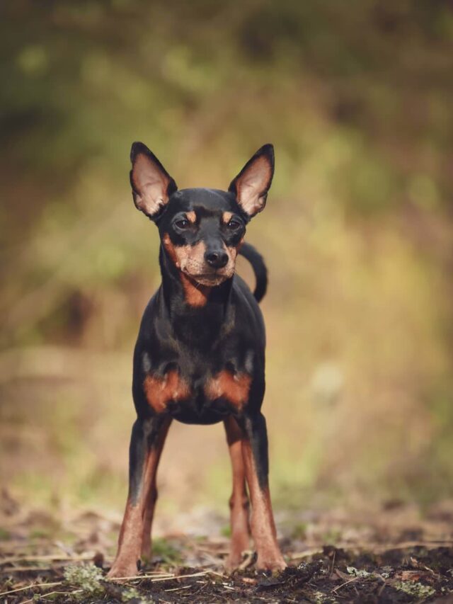 cropped-Miniature-Pinscher-top-10-small-dog-breeds-you-must-know.jpg