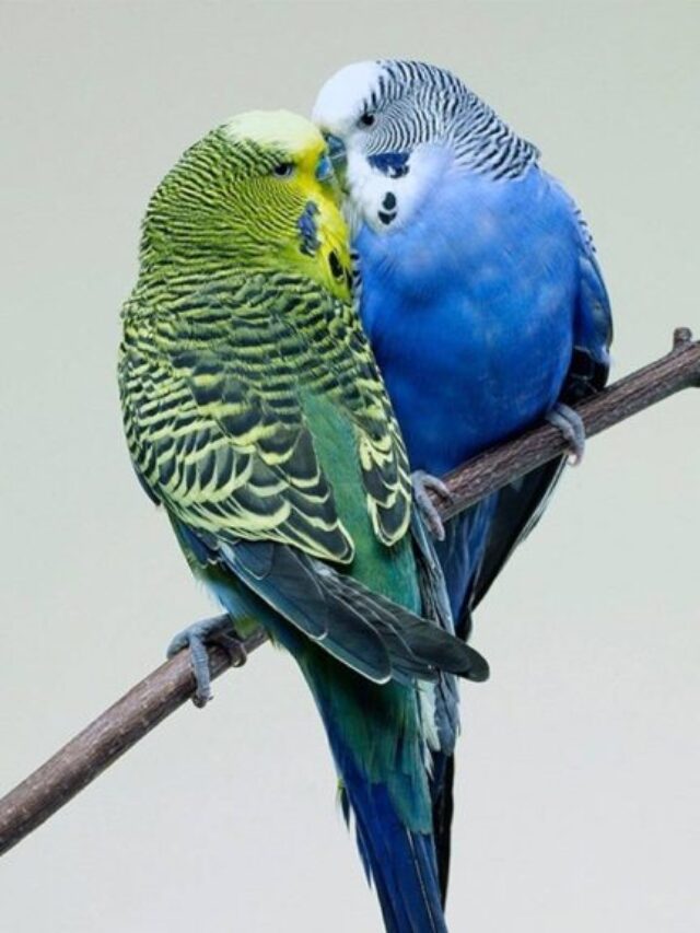 cropped-Parakeets-Top-10-Best-Pet-Birds-You-Must-Know1.jpg