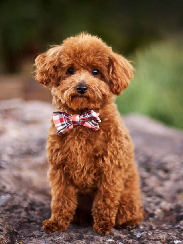 cropped-Poodle-top-10-small-dog-breeds-you-must-know-1.jpg