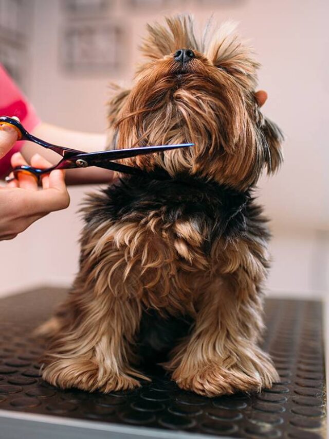 cropped-See-Best-Dog-Grooming-Tips-Tricks-Haircut.jpg