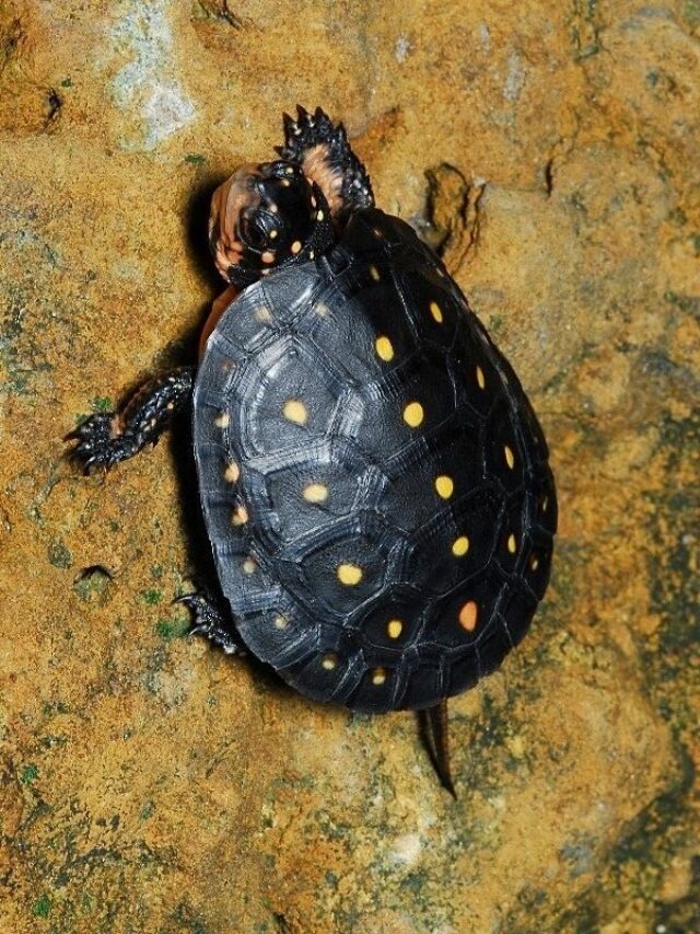 cropped-You-Must-Know-Spotted-Turtle-Facts-Price-2.jpg