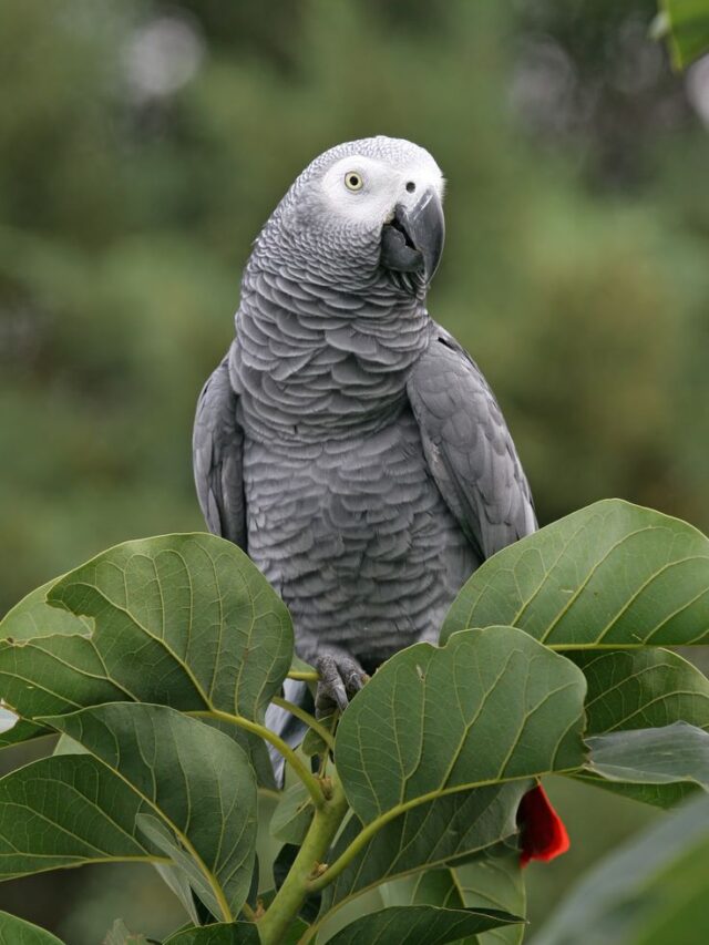 cropped-did-you-know-african-grey-parrots-facts-price8.jpg