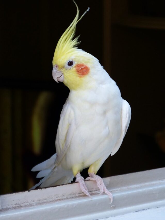 cropped-did-you-know-cockatiel-parrots-facts-price1.jpg
