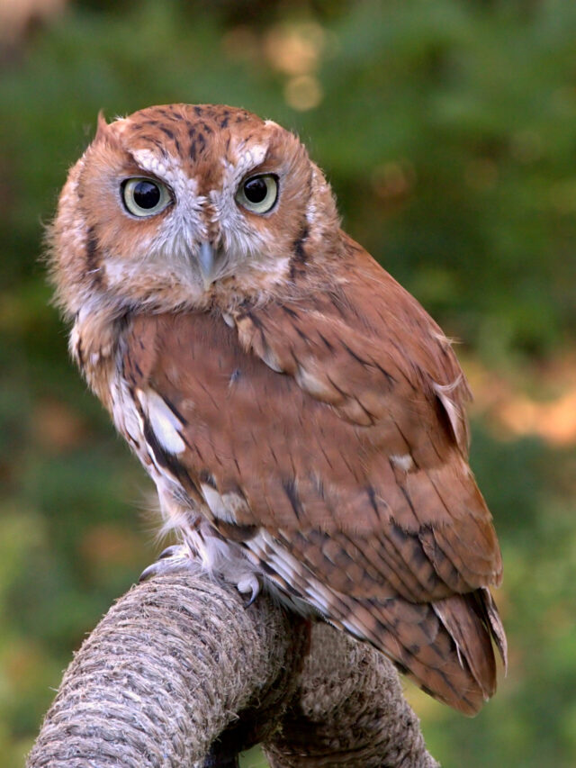 cropped-eastern-screech-owl-facts-scaled-1.jpg