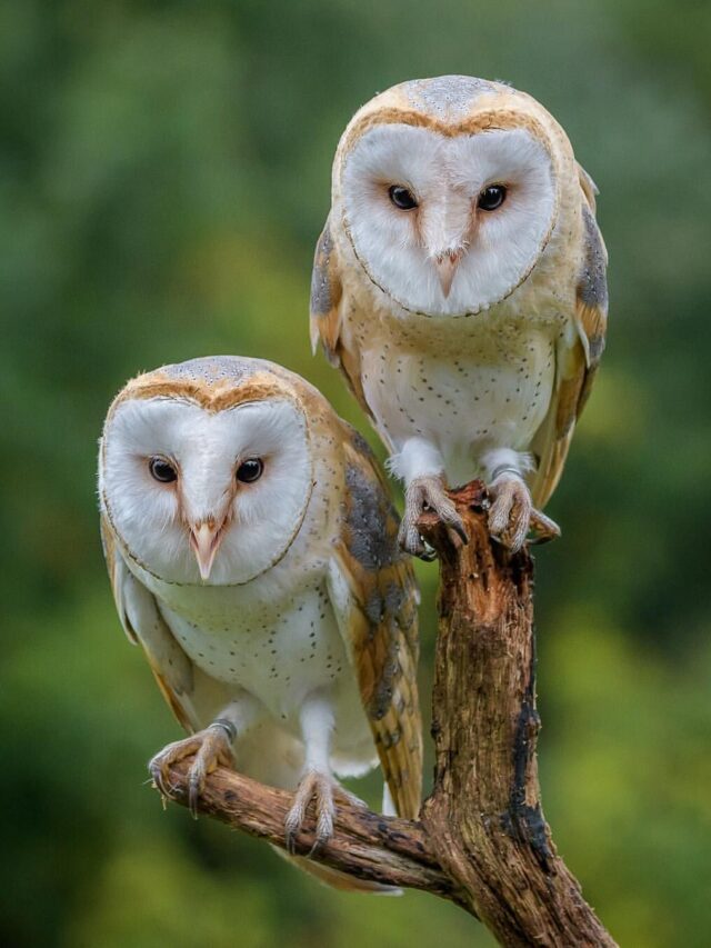 cropped-male-female-barn-owl.jpg