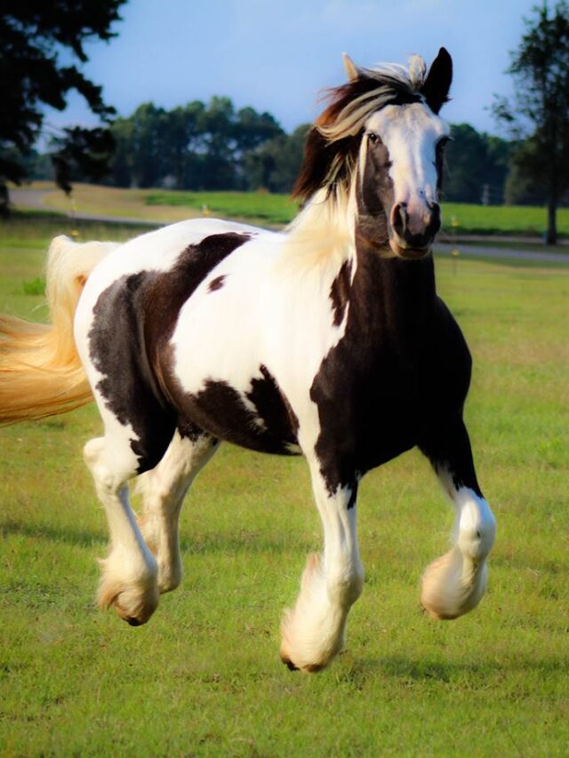 cropped-see-11-amazing-gypsy-horse-facts-price8.jpg