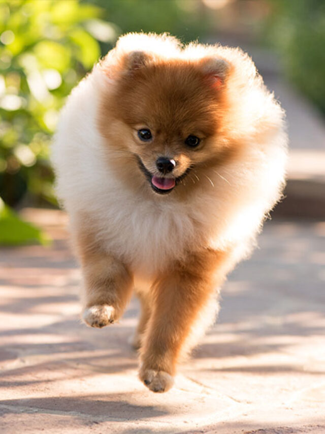cropped-you-must-know-pomeranian-dogs-facts-price6.jpg