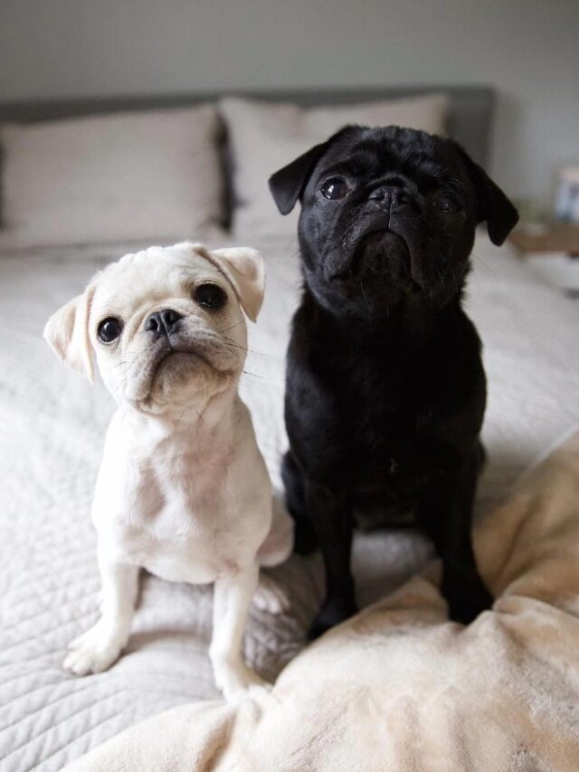 cropped-Amazing-Facts-About-Pug-Puppies.jpg